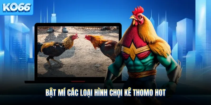 Bật mí các loại hình chọi kê Thomo hot