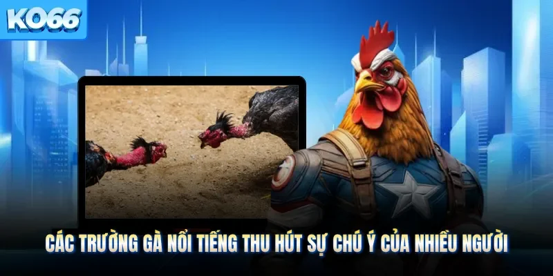 Các Trường Gà Nổi Tiếng Thu Hút Sự Chú Ý Của Nhiều Người