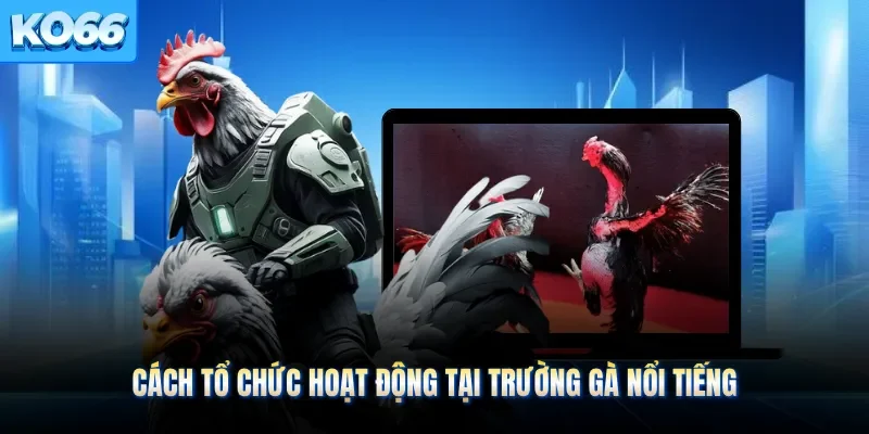 Cách tổ chức hoạt động tại trường gà nổi tiếng