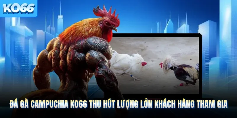 Đá Gà Campuchia KO66 Thu Hút Lượng Lớn Khách Hàng Tham Gia