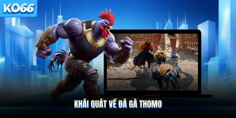 Khái quát về đá gà Thomo