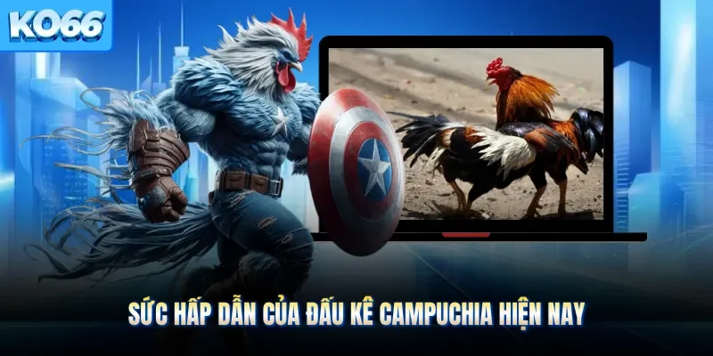Sức hấp dẫn của đấu kê Campuchia hiện nay