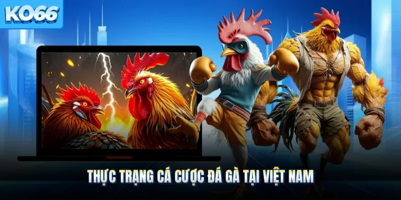 Thực trạng cá cược đá gà tại Việt Nam 