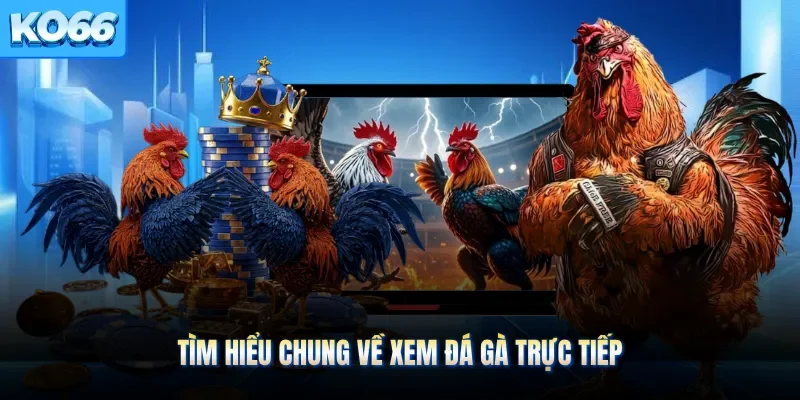Tìm hiểu chung về xem đá gà trực tiếp 