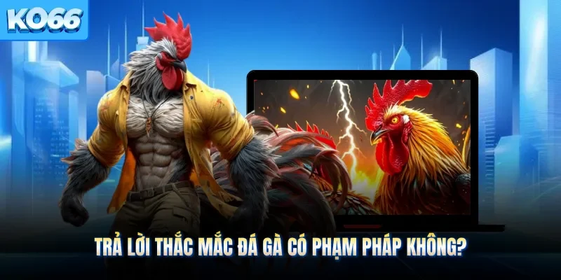 Trả lời thắc mắc đá gà có phạm pháp không?