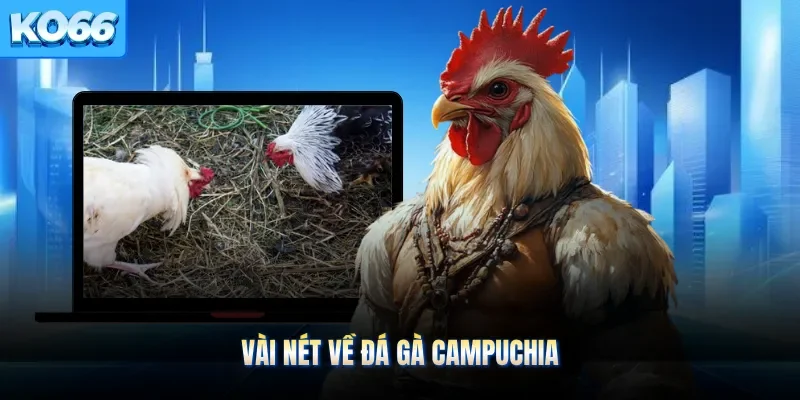 Vài nét về đá gà Campuchia