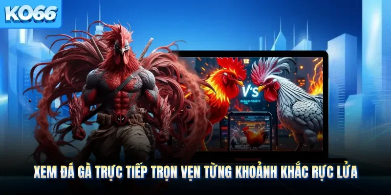 Xem Đá Gà Trực Tiếp Trọn Vẹn Từng Khoảnh Khắc Rực Lửa